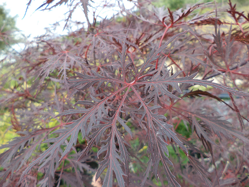 Acer