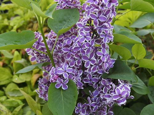 Syringa