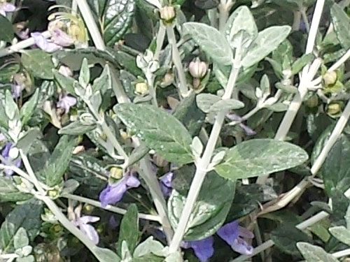 Teucrium