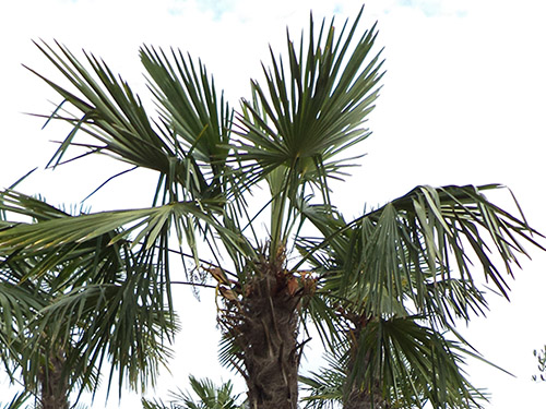 Trachycarpus