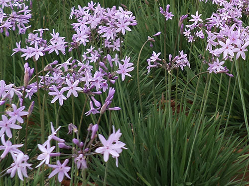 Tulbaghia
