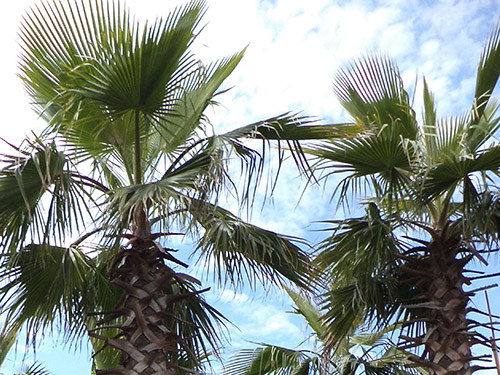 Washingtonia