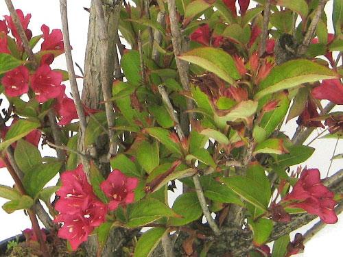 Weigelia