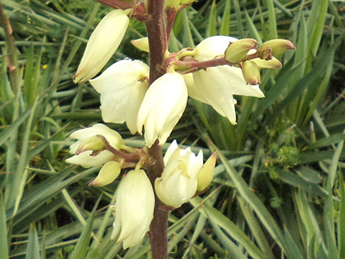 Yucca