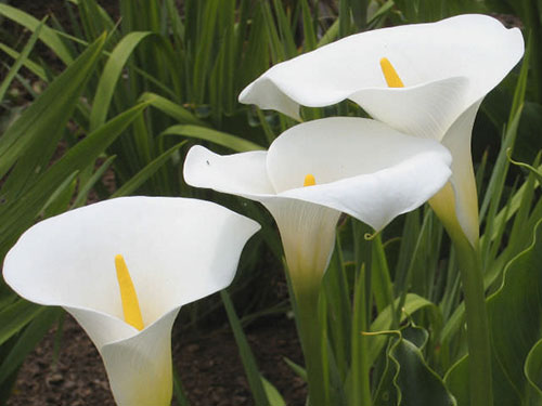 Zantedeschieae