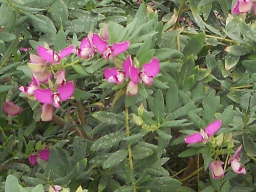 Polygala