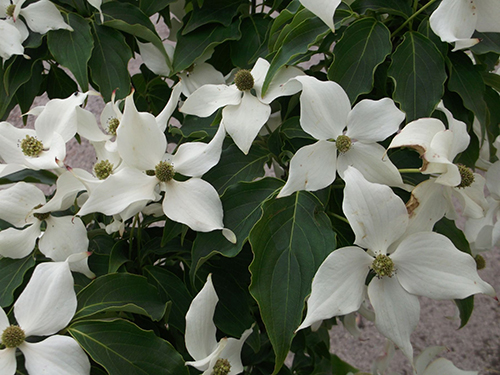 Cornus