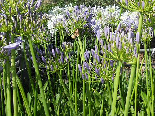 Agapanthus