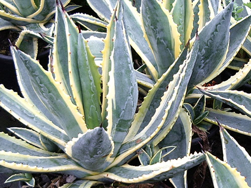 Agave