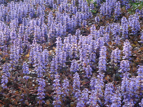 Ajuga