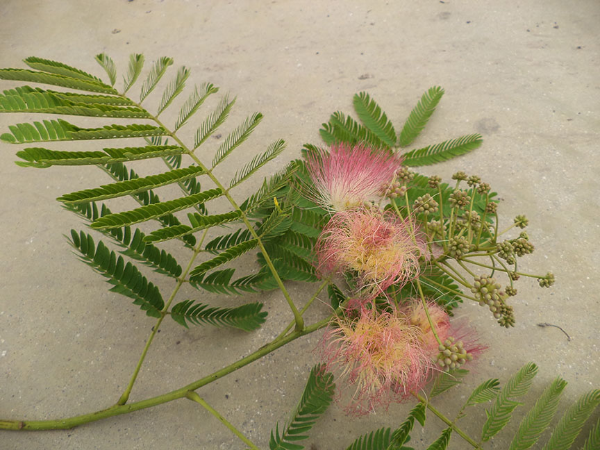 Albizia