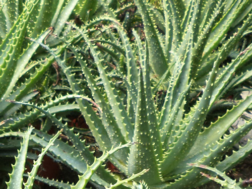 Aloe