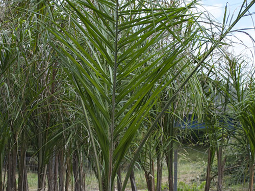 Arecastrum - Cocos Plumosus
