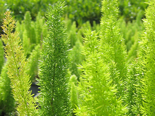 Asparagus