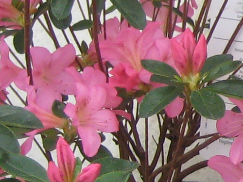 Azalea