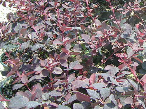 Berberis