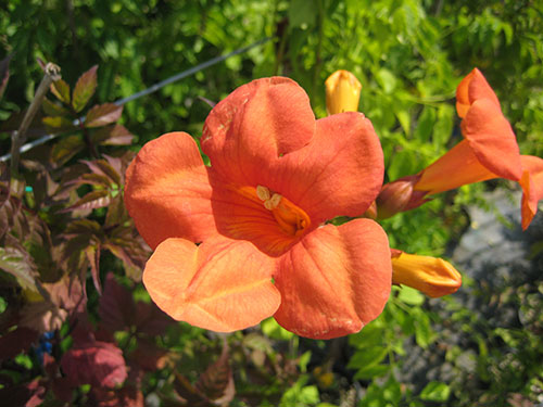 Bignonia