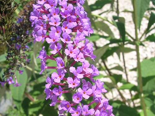 Buddleja