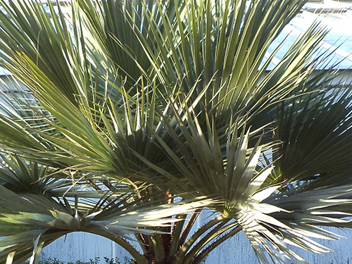 Butia