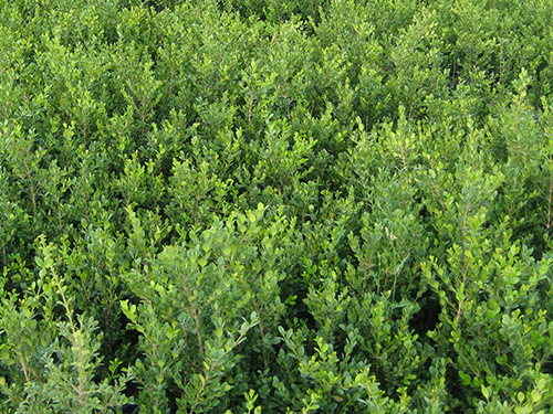 Buxus