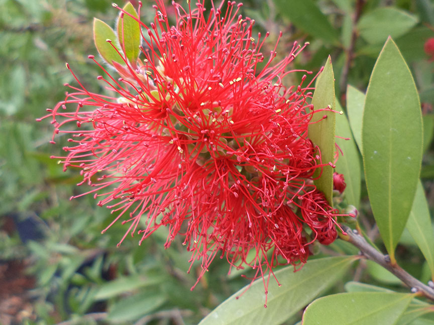 Callistemon