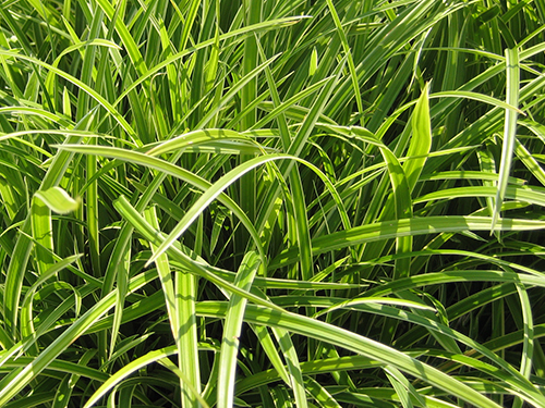 Carex