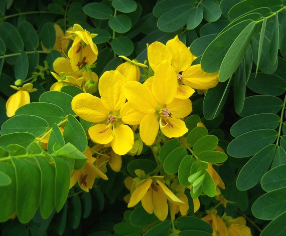 Cassia