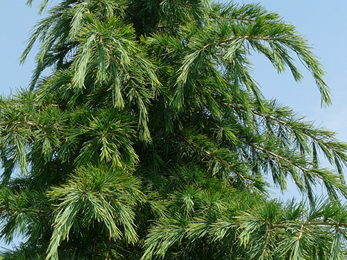 Cedrus