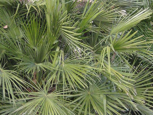 Chamaerops