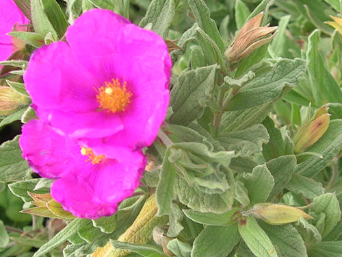 Cistus