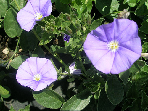 Convolvulus