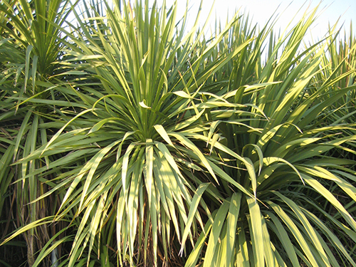 Cordyline