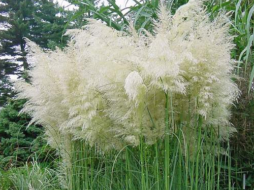 Cortaderia
