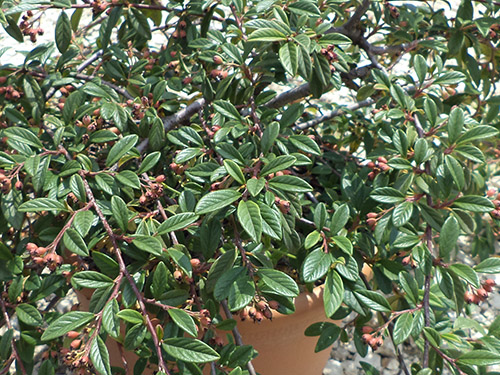 Cotoneaster