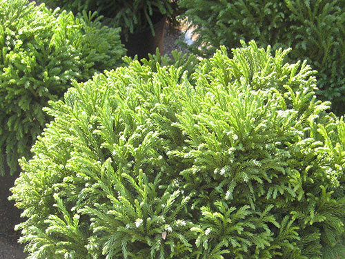 Cryptomeria