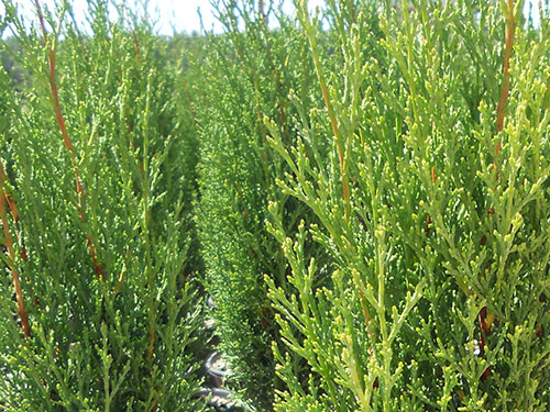 Cupressus