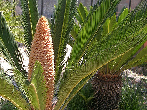 Cycas