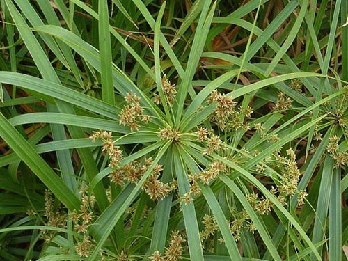 Cyperus