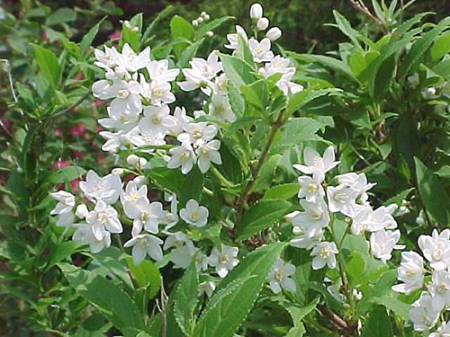 Deutzia