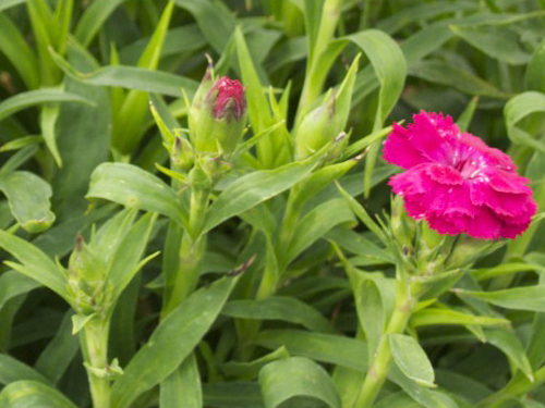 Dianthus