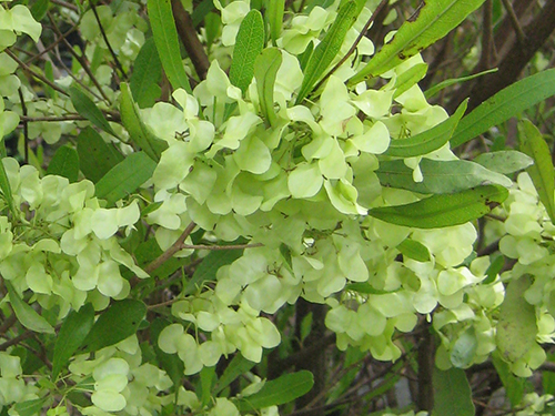 Dodonea