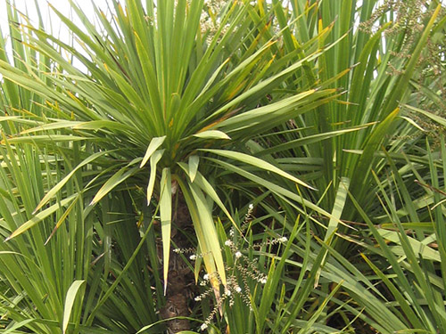 Dracaena