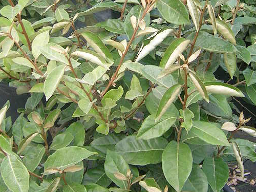 Elaeagnus