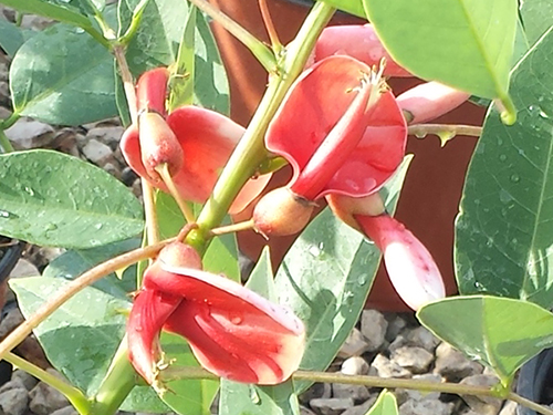 Erythrina