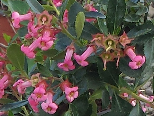 Escallonia