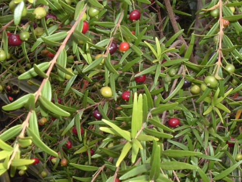 Eugenia