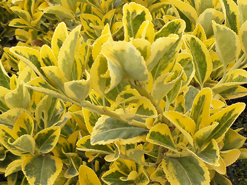 Euonymus