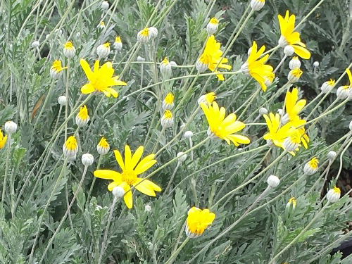 Euryops
