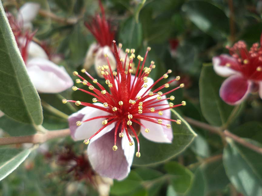 Feijoa