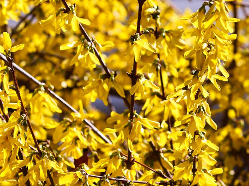 Forsythia